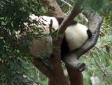 Giant Panda Bear Photo Gallery