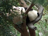 Giant Panda Bear MeiSheng Ailuropoda melanoleuca