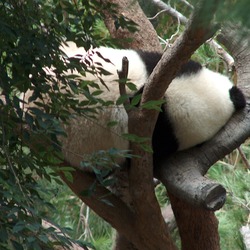 Giant Panda Bear MeiSheng Ailuropoda melanoleuca