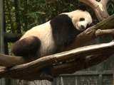 Giant Panda Bear Mei_Sheng