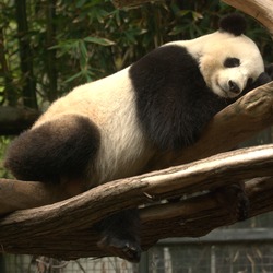 Giant Panda Bear Mei_Sheng