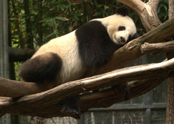 Giant Panda Bear Mei_Sheng
