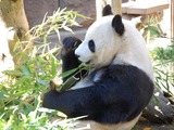 Giant Panda Bear Oso san diego zoo