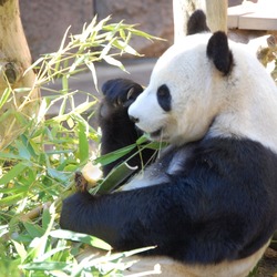 Giant Panda Bear Oso san diego zoo