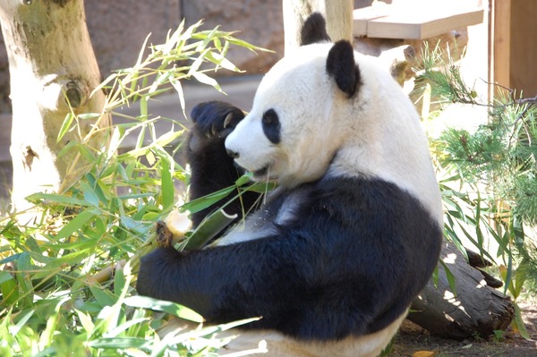 Giant Panda Bear Oso san diego zoo