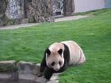 Giant Panda Bear Photo Gallery