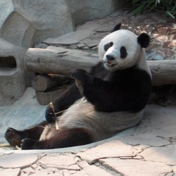 Giant Panda Bear Panda ChiangMai zoo