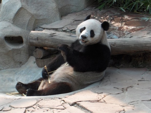 Giant Panda Bear Panda ChiangMai zoo