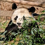 Giant Panda Bear Photo Gallery