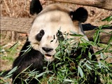 Giant Panda Bear Panda National Zoo