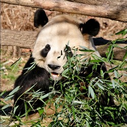 Giant Panda Bear Panda National Zoo