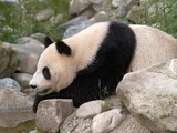 Giant Panda Bear Panda Vienna