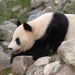 Giant Panda Bear Panda Vienna