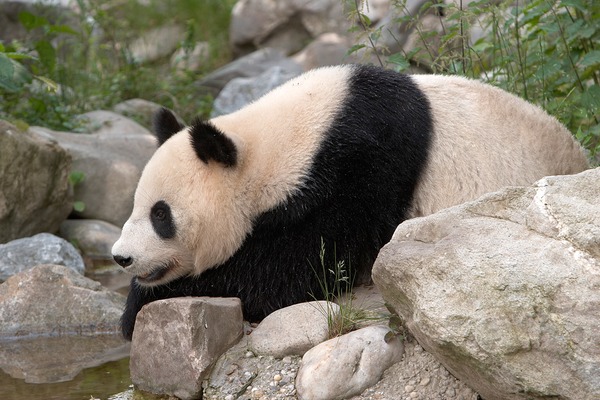 Giant Panda Bear Panda Vienna