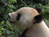 Giant Panda Bear Panda head