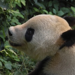 Giant Panda Bear Panda head