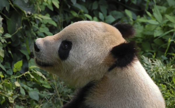 Giant Panda Bear Panda head