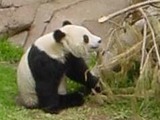 Giant Panda Bear Panda-thumbnail