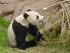 Giant Panda Bear Panda-thumbnail