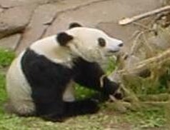 Giant Panda Bear Panda-thumbnail