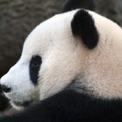 Giant Panda Bear Panda_profile