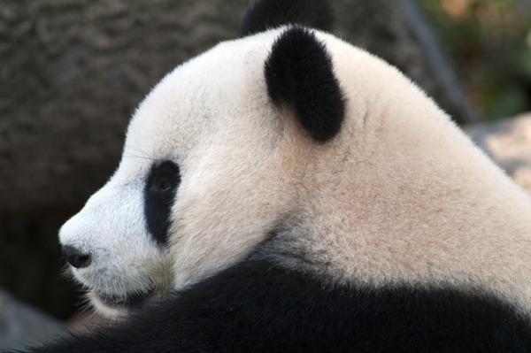 Giant Panda Bear Panda_profile