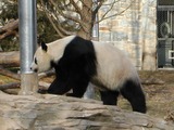 Giant Panda Bear Panda