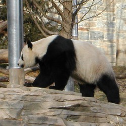 Giant Panda Bear Panda