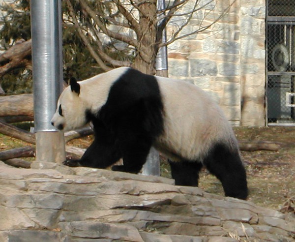 Giant Panda Bear Panda