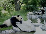 Giant Panda Bear Pandas relaxing streem