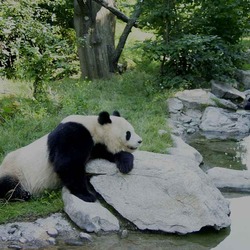Giant Panda Bear Pandas relaxing streem