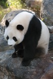 Giant Panda Bear Photo Gallery