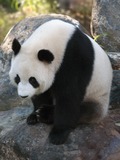 Giant Panda Bear Sitting_panda