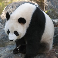 Giant Panda Bear Sitting_panda