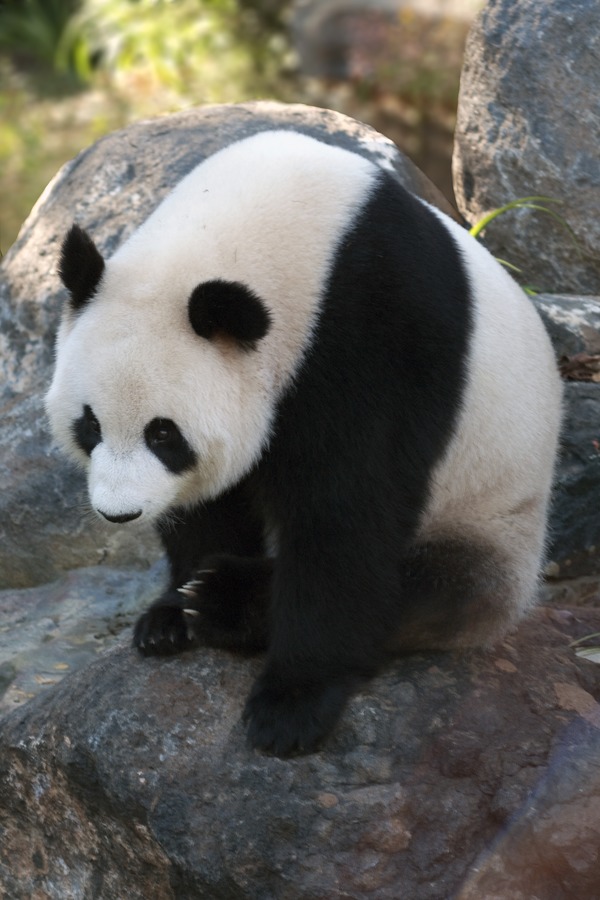 Giant Panda Bear Sitting_panda
