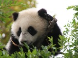 Giant Panda Bear Su Lin cub San Diego Zoo