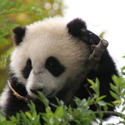 Giant Panda Bear Su Lin cub San Diego Zoo