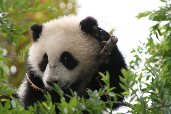 Giant Panda Bear Su Lin cub San Diego Zoo