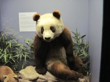 Giant Panda Bear Su Lin cub