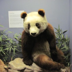 Giant Panda Bear Su Lin cub