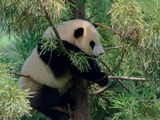 Giant Panda Bear Tai ShanZoo Cub