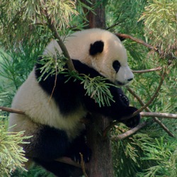 Giant Panda Bear Tai ShanZoo Cub