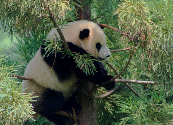 Giant Panda Bear Tai ShanZoo Cub