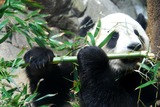 Giant Panda Bear Photo Gallery