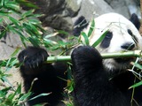 Giant Panda Bear Tai Shan