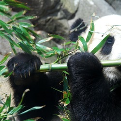 Giant Panda Bear Tai Shan