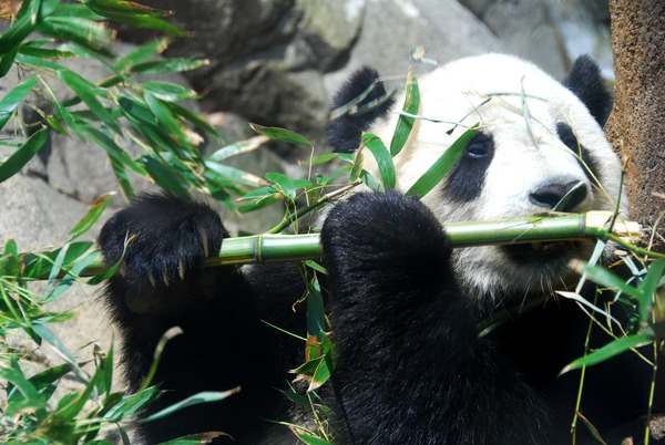 Giant Panda Bear Tai Shan