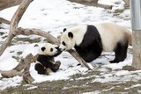 Large Land Mammals