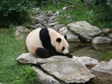 Giant Panda Bear Vienna Zoo