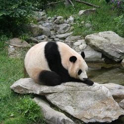 Giant Panda Bear Vienna Zoo